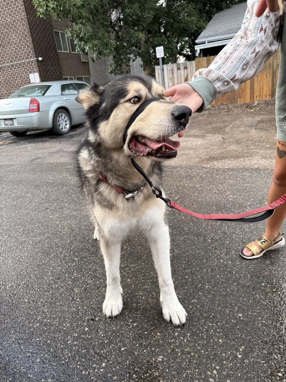 Husky on a leash outside the venue, greeted by a hand